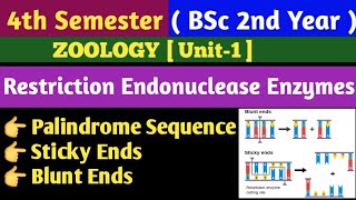 BSc 2nd Year 4th Semester Zoology Unit 1Palindrome Sequence in HindiSticky ends and Blunt ends [upl. by Meeharbi457]