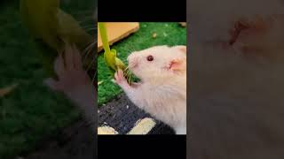 funny Hamsters eating 🤣 hamsterbabies hamstersshow shorts shortvideo animals [upl. by Iarahs]