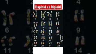 What Are Haploid amp Diploid Cells  A Brief Science Tutorial [upl. by Des819]