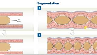 Peristalisis Vs Segmentation [upl. by Tahp]