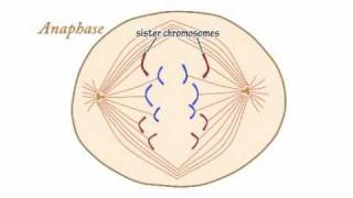 Mitosis Video by Peter Weatherall [upl. by Darcey]