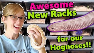 We got an EPIC rack for our Hognose Snakes [upl. by Goober]