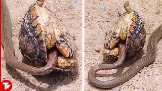 This Snake Messed with the Wrong Turtle [upl. by Lienad51]