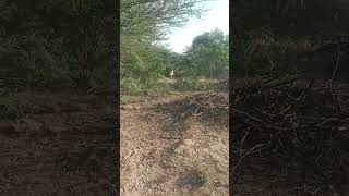 video  janwar   short viral wolf​ animalrescue​ [upl. by Emelita]