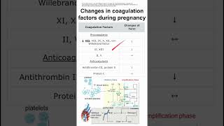 Changes in coagulation factors during pregnancy [upl. by Neelrahc]