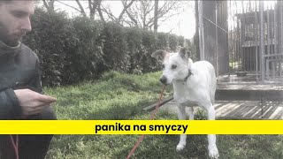 Pies wpada w panikę na smyczy [upl. by Hanimay902]