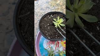 Propagate Aeonium Suncop garden plantpropagation [upl. by Smalley]