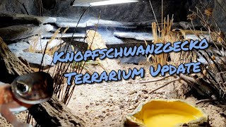 Knopfschwanzgecko Terrarium Update [upl. by Bondy]