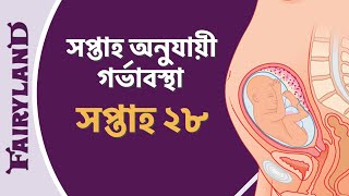 27 Week Pregnancy Bangla [upl. by Olegnalehcim]