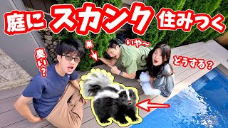 我が家の庭にスカンク🦨が住み着きました😱 どうしよう😱😱 [upl. by Iraj]