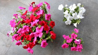 5 SECRETS to Get 100X More FLOWERS on Petunia [upl. by Franklin739]