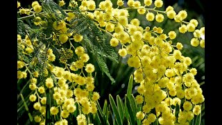 MIMOSA  HISTOIRE BOTANIQUE ET LES MEILLEURES VARIÉTÉS DE CETTE MERVEILLE VÉGÉTALE DHIVER [upl. by Ataynek]