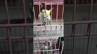 Cockatiel Lutino Bird 🕊️ Playing Time [upl. by Esinal]