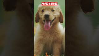 Pet Grooming Home Services Hyderabad 😱 Dog Grooming [upl. by Anyg]