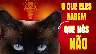 O que os Gatos Sabem 🧠Curiosidades Sobre Gatos Veja a Magia dos Sentidos dos Gatos Olhos de Gatos [upl. by Mera]