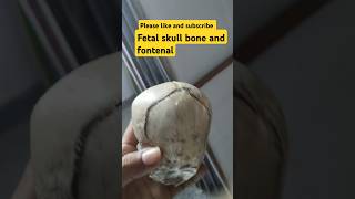 Fetal skull bone 🦴 and fontenal youtubeshortsshortvideoviralvedioexamquestions [upl. by Studner]