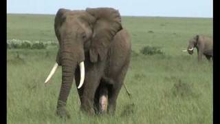 Elephant with 2 Trunksmpg [upl. by O'Toole]