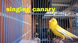 Yellow Canary Singing  Domestic Canary bird singing canary Pet sounds [upl. by Darn]