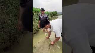 Thailand mein coconut ki kheti farming [upl. by Asihtal652]