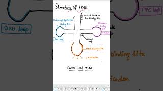 structure of tRNA biology neetbiology neetconcept neet trna [upl. by Landel680]