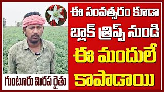 ఈ సంవత్సరం నల్ల తామరగుంటూరు జిల్లాBlack thrips Best Organic pest controller vaayu yantra chilli [upl. by Vassily]