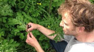 Common Hogweed wild food uk [upl. by Nnyleve357]