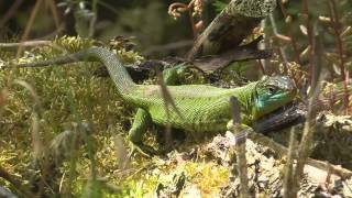 Westliche Smaragdeidechse Lacerta bilineata Moseltal bei Cochem [upl. by Magdalene]