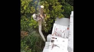 Amazing skill and so brave with best talent cutting coconut tree [upl. by Norihs]