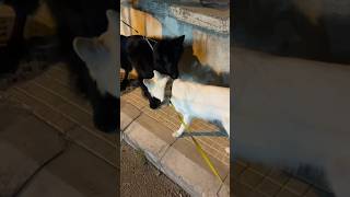 White Swiss Shepherd vs Royal German Shepherd Dog Which is BEST [upl. by Phare]