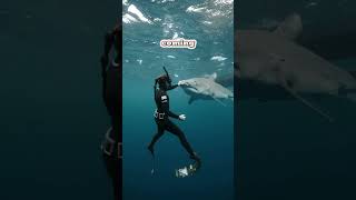 Surviving a Shark Encounter Essential Tips to Stay Safe [upl. by Vaas471]