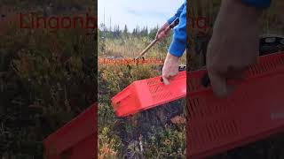 harvesting fruit lingonberry vaccinium berryfarm wildberries [upl. by Bertine792]