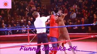 Kangaroo vs man fight 2023  Funny Kangaroo Boxing vs Man  Funny chunks 24 [upl. by Gabbi]