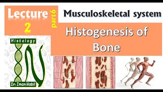 2fHistogenesis Osteogenesis of bone Part2 تكوين العظام الجزء الثانى [upl. by Quintus]