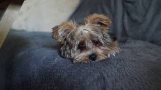 Yorkie Poos First Time at a Groomer 3 months old [upl. by Oisacin]