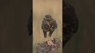 Ratonero comiendo Buteo buteo [upl. by Carce815]