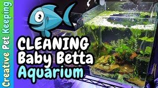 How to keep a fry tank clean 🐟 Baby Fish Tank [upl. by Etaner]