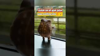 katak ini di ajak jalan tour keliling kota‼️😲 trending shortvideo [upl. by Garges]