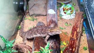 How to Bearded Dragon Care Water Misting [upl. by Dnaletak]