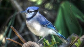 Amazing Blue Jay Calls  Up Close and Loud [upl. by Ytram18]