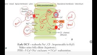 First Aid USMLE Step 1  Distal Convoluted Tubule Gitelman Syndrome Thiazides  Renal  9 [upl. by Abdel]