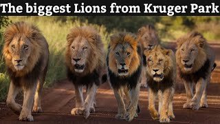 The Biggest Pride Lions From Kruger National Park  You Havent Seen This Before  South Africa [upl. by Miguel]