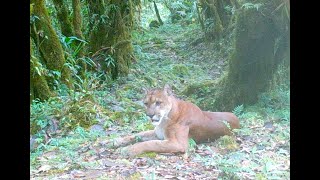 Puma pursues Highland Tinamou and takes a nap in front of camera [upl. by Chu]