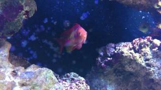 Maldives Lyretail Anthias Pseudanthias squamipinnis [upl. by Nnairak]