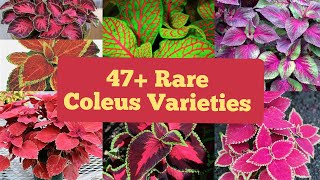 Rare Coleus Varieties In India  Rare Coleus NamesVarieties of Coleus plants in India Coleus Plant [upl. by Alyosha850]