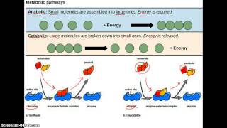 Anabolic vs Catabolic [upl. by Atteirneh]