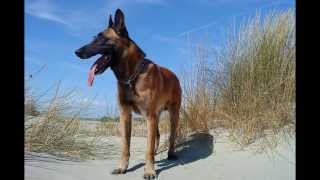 Malinois Chiwas de Vulcain Berger Belge [upl. by Cranston]