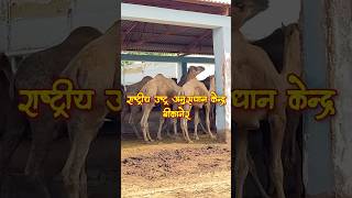 NRCC Bikaner  National Research Centre On Camels Bikaner [upl. by Lika]