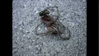 Time Lapse Spider decaying in HD 1080p [upl. by Onfre145]