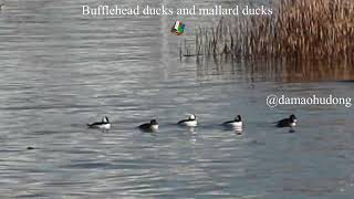 Bufflehead ducks and mallard ducks [upl. by Ettennod]