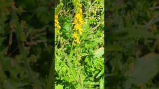 Flowers of our south Norfolk fields  Agrimony [upl. by Eilak]